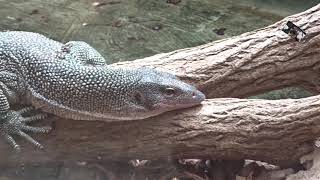 Le Varan des Mangroves est endémique de Nouvelle Guinée et dIndonésie Safari de Peaugres Ardèche [upl. by Kaehpos671]