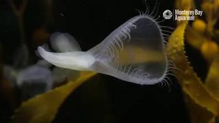 The Lions Mane Nudibranch Sea Slug Melibe leonina  The Critter Corner [upl. by Safir631]