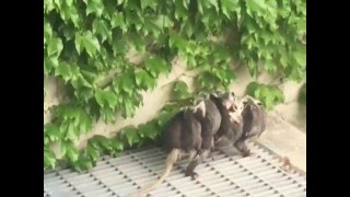 Mother Possum Caught On Tape Carrying 10 Babies On Her Back [upl. by Ahsiyn153]