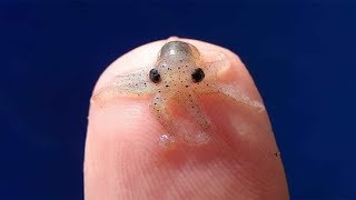 10 Smallest Animals In The World [upl. by Schlesinger]