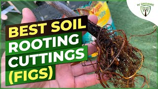 How To Root FIG Cuttings  BEST SOIL [upl. by Primaveras221]