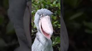 Shoebill Stork  Shoebill Sounds Like Machine Gun shoebill shoebillstork birds 1minuteknowledge [upl. by Lasley62]