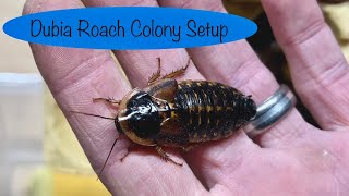 How to Care for Dubia Roaches Colony Setup and Maintenance [upl. by Mirelle]