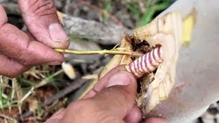 Hunting for and eating a witchetty grub [upl. by O'Driscoll137]