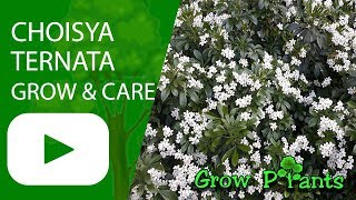 Choisya ternata  grow amp care [upl. by Bobbi705]