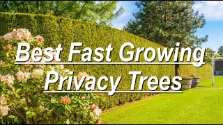 Best Fast Growing Privacy Trees [upl. by Karim]