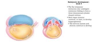 Embryonic development  Week 4 [upl. by Aronid]