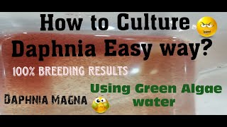 Daphnia MagnaHow to Culture Daphnia Easy wayCulturing Daphnia using Green water Daphnia [upl. by Attaynek]