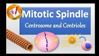 Spindle Centrosome centrioles chromosomal segregation [upl. by Aila]