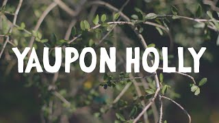 How to Grow  Yaupon Holly [upl. by Chuck]