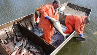 The Fight Against Asian Carp Commercial Fishing [upl. by Vezza]