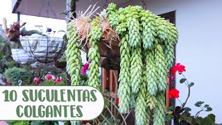 10 SUCULENTAS COLGANTES QUE DEBES TENER EN TU JARDÃNâ”‚Candy Bu [upl. by Kessiah167]