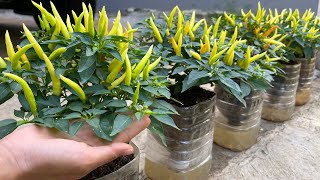 Growing peppers in plastic bottles is easy and requires no watering [upl. by Llehcar]