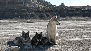 Wolf Samoyed and wolfsamoyed puppies The adventures of the wild wild wolf [upl. by Bakerman]