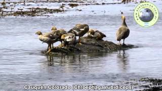 Cauquen Colorado Chloephaga rubidiceps1 [upl. by Rabiah684]