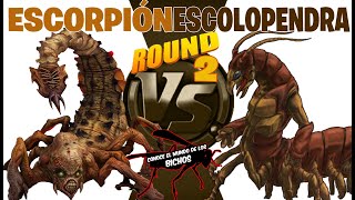 ESCORPIÓN VS ESCOLOPENDRA  ROUND 2  LOS ÁCAROS SE MUDAN  ¡¡NUEVO [upl. by Chip]