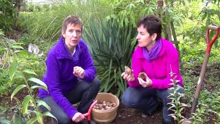 Episode 26 Tips for Planting Fall Bulbs [upl. by Imer281]