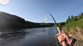 Salmon Fishing In Norway On The River Orkla  Opening Week 2023 [upl. by Johnnie740]