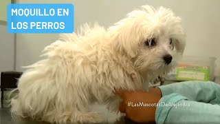 Qué es el moquillo en los perros y cuáles son los síntomas [upl. by Trevar]