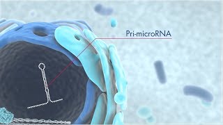 Discover microRNA origins and the latest technology for miRNA research [upl. by Donnenfeld]