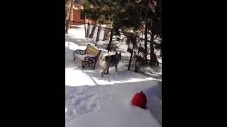 Norwegian Elkhound loves the snow [upl. by Oht323]