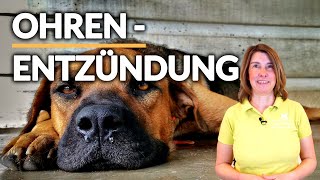 Ohrenentzündung beim Hund 🐶 Tipps vom Tierarzt✅ [upl. by Olsen]