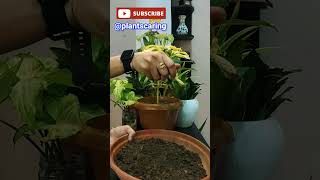 🌱 Tips for Schefflera Plant  🌿 Schefflera Plant Tips  सफलेरा पौधे के लिए ज़रूरी सुझाव🍃 [upl. by Nwahsed]