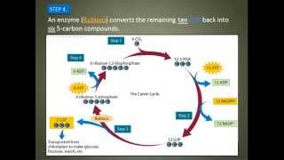 Photosynthesis Part 4 The Calvin Cycle [upl. by Anivram]