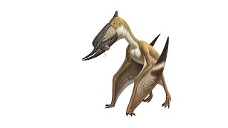 What Is a Pterosaur [upl. by Enoid153]