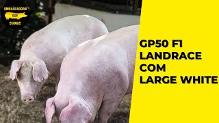 Landrace com Large White  GP 50 F1 [upl. by Kcitrap]