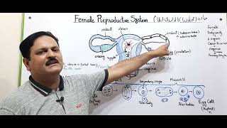 Reproductive system of Female Baby formationOogenesisOvulationFertilizationBirthVagina [upl. by Eenahs706]