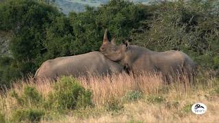 Wild Beasts CLASH in Black Rhino Territory [upl. by Mientao276]