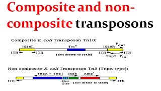 Composite and noncomposite transposons [upl. by Kilgore366]