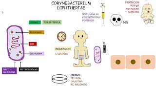 DIFTERIA corynebacterium diphtheriae [upl. by Yewed510]