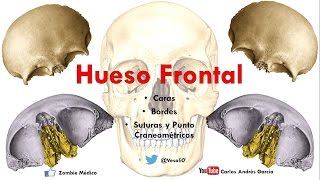 Hueso Frontal  Anatomía Humana en Odontología [upl. by Vina979]