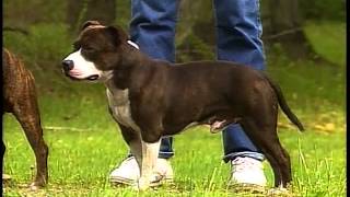 Staffordshire Bull Terrier  AKC Dog Breed Series [upl. by Noland264]