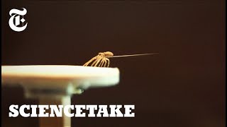 How Spiders Use Silk to Fly  ScienceTake [upl. by Berlauda541]