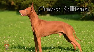 Il Cirneco dellEtna Scopriamo assieme questa razza quotsicilianaquot [upl. by Rolecnahc]