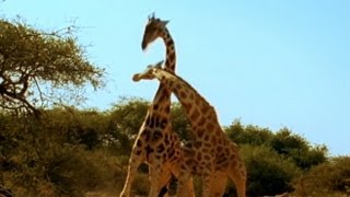 Viral Video Most Violent Giraffe Fight Ever  Good Morning America  ABC News [upl. by Urdna]