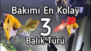 Bakımı Kolay Balıklar YENİ BAŞLAYANLAR İÇİN [upl. by Ardisj897]