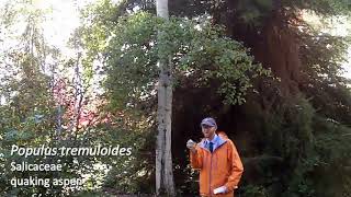 Quaking aspen Populus tremuloides  Plant Identification [upl. by Suzzy]