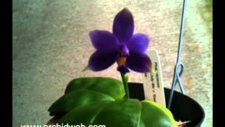 OrchidWeb  Phal violacea var coerulea [upl. by Daggna785]