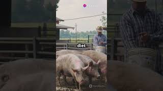 Unveiling the Purpose of Pigs 🐷✨quot farm life feral pigs wild natureshorts [upl. by Reimer531]