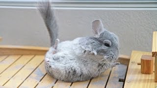 Chinchilla Dust Bath on DRY ICE [upl. by Ivanah]