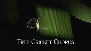 Tree cricket chorus [upl. by Kinghorn887]