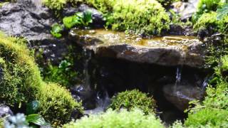 Waterfall in paludarium [upl. by Notyarb]