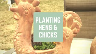 Planting Hens amp Chicks In a Hen amp Chick Planter  Sempervivums amp Sedums [upl. by Bil]