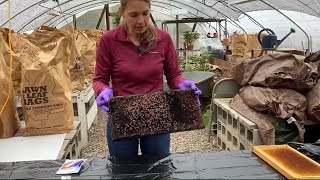 Diagnosing American Foulbrood in Honey Bee Colonies [upl. by Airetnahs]