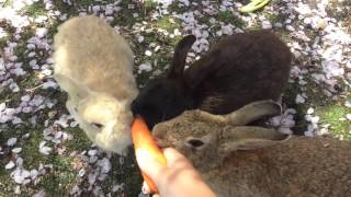 Okunoshima Japans Rabbit Island [upl. by Jourdan]