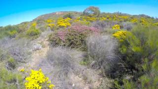 Walking among the wildflowers of SW Western Australia [upl. by Haliled]